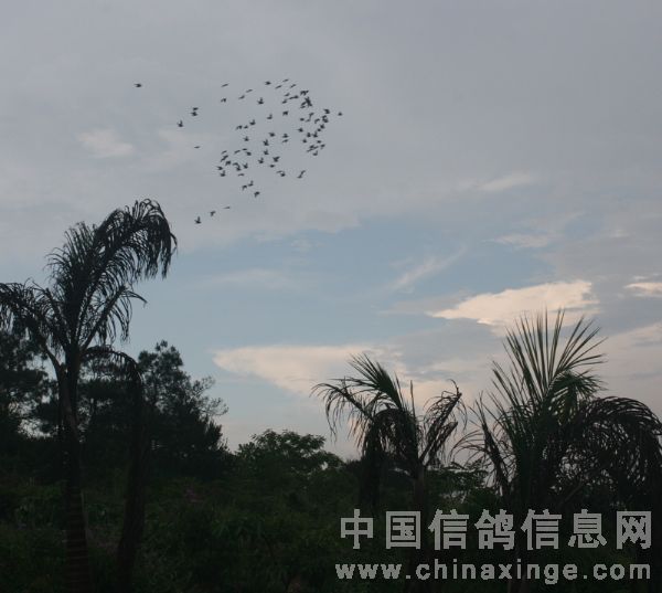 成都萌宠乐园出租价格查询
