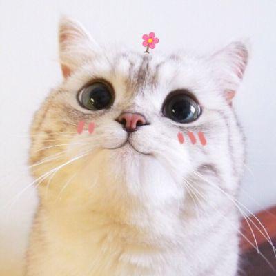 萌宠乐园玄幻奇幻之奇幻宠物世界