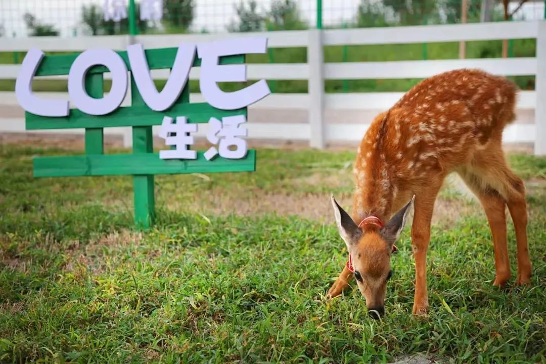 微信分付提现几点抢 微信分付提现，揭秘抢提现的最佳时机！