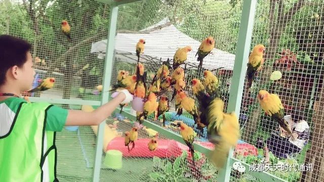 轻松掌握，如何高效删除监控聊天记录，保护隐私安全