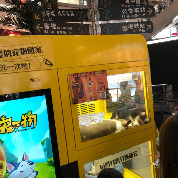 汕尾新派萌宠乐园揭秘
