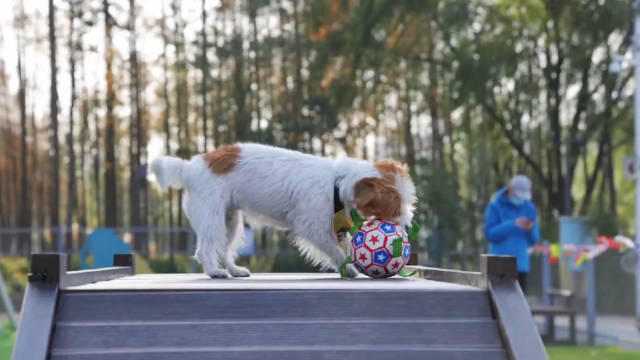 萌宠乐园的教训，柯基犬被绳子殴打事件