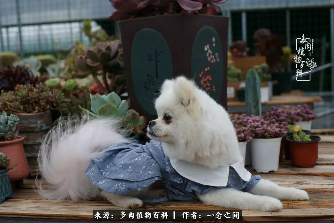 石家庄海洋萌宠乐园规模与特色介绍