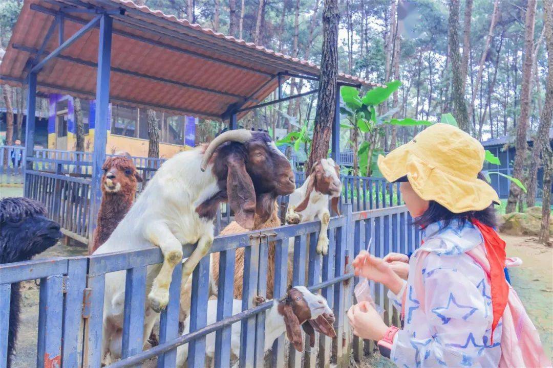 京东白条如何套出来商家额度 揭秘京东白条，如何巧妙套出商家高额额度，轻松购物无忧！