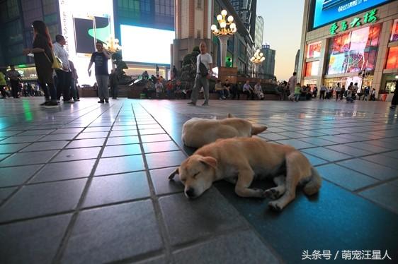 镇平萌宠乐园门票攻略