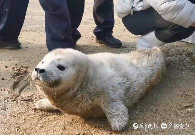武庙生态园萌宠乐园—与动物共舞的欢乐天地