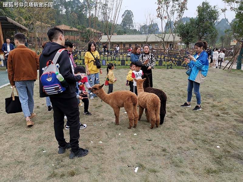 探索建水萌宠乐园的奥秘