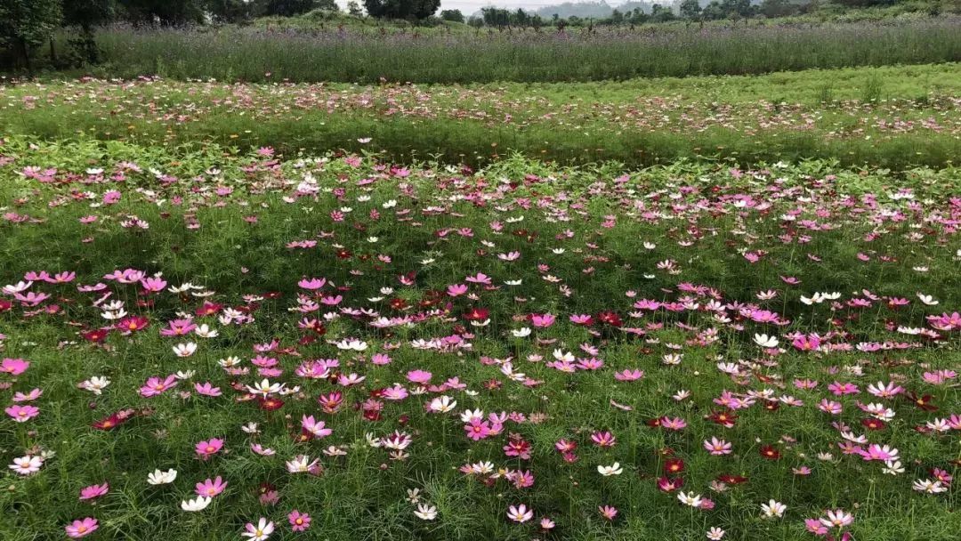 花呗额度提现攻略，花呗额度400如何分期手机？