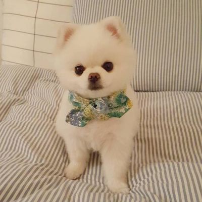 京东白条收款商家能提现吗 京东白条收款商家提现攻略，轻松操作，资金到账不是梦！
