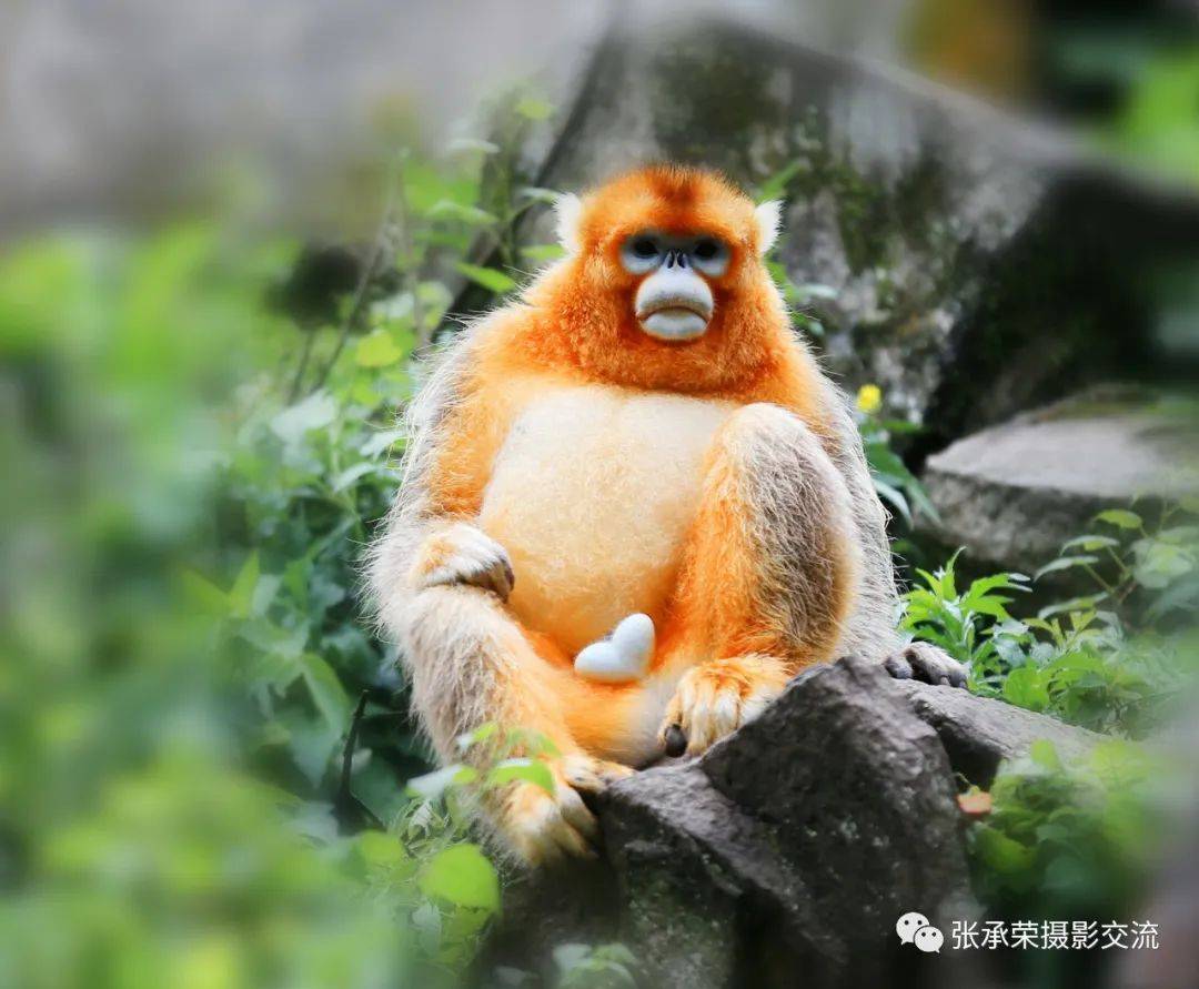 萌宠乐园胶带贴纸套装推荐