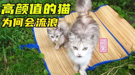 京东白条取现只有10天 京东白条取现，10天期限你了解多少？