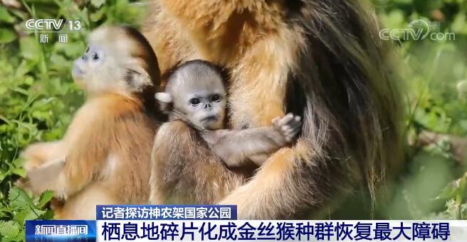 重庆南天湖萌宠乐园招聘公告