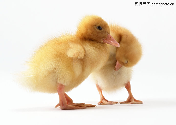 微信分付提现群可靠吗 揭秘微信分付提现群，可靠吗？真实案例告诉你真相！