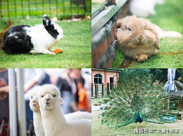 润达奇妙萌宠乐园电话查询