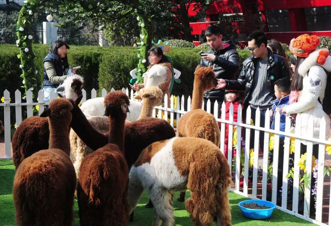 江夏萌宠乐园门票价格一览