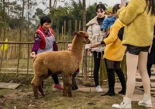 重庆羊驼萌宠乐园招聘信息