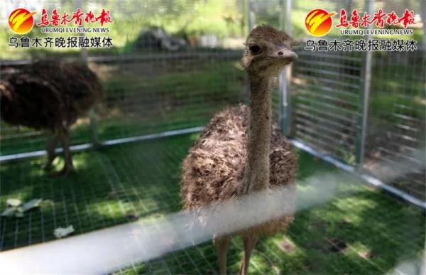 重庆羊驼萌宠乐园招聘信息