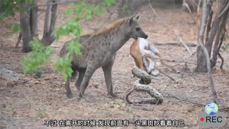 羊小咩便荔卡1000额度提现攻略详解，操作指南与案例分析
