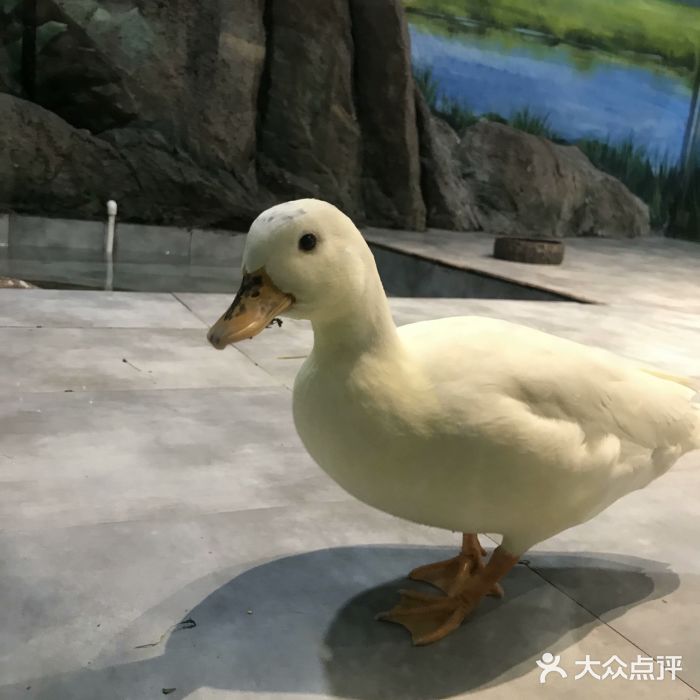 巩义狮子王萌宠乐园位置与游玩指南