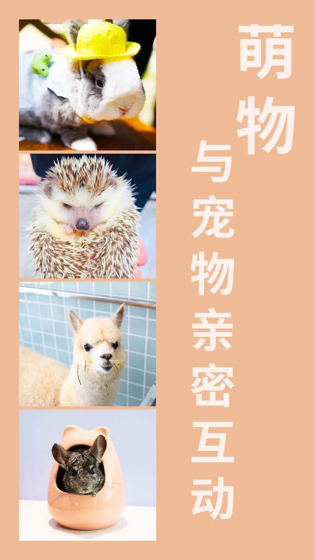 京东白条如何线下套出来 揭秘京东白条线下套现攻略，轻松操作，安全无忧！