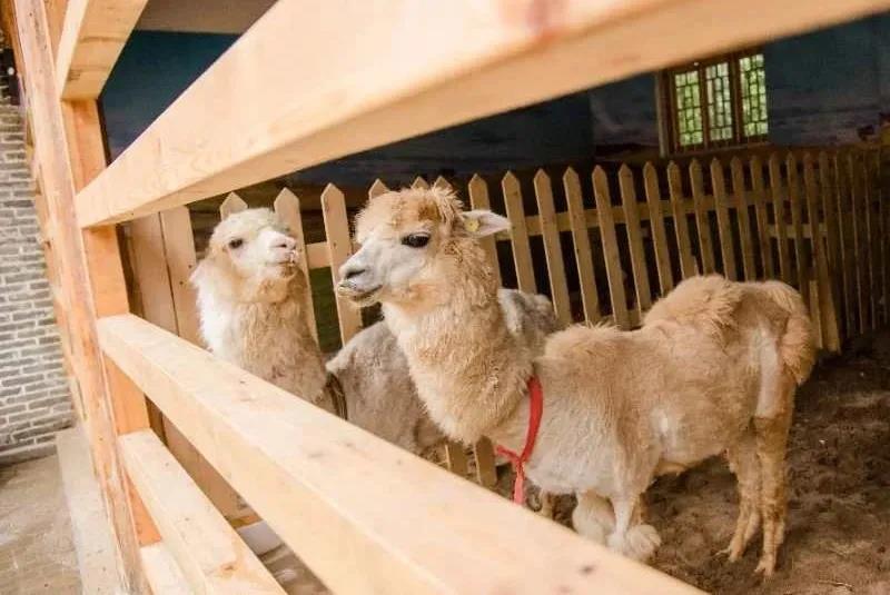 呼和萌宠乐园在哪儿？