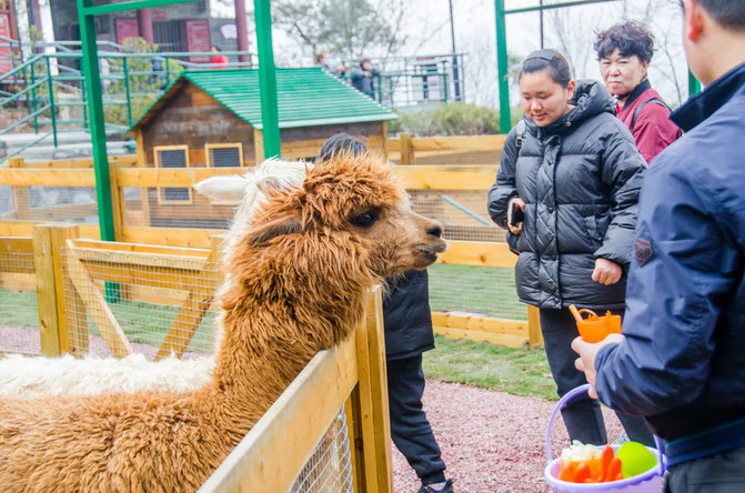 西安大都荟萌宠乐园门票体验