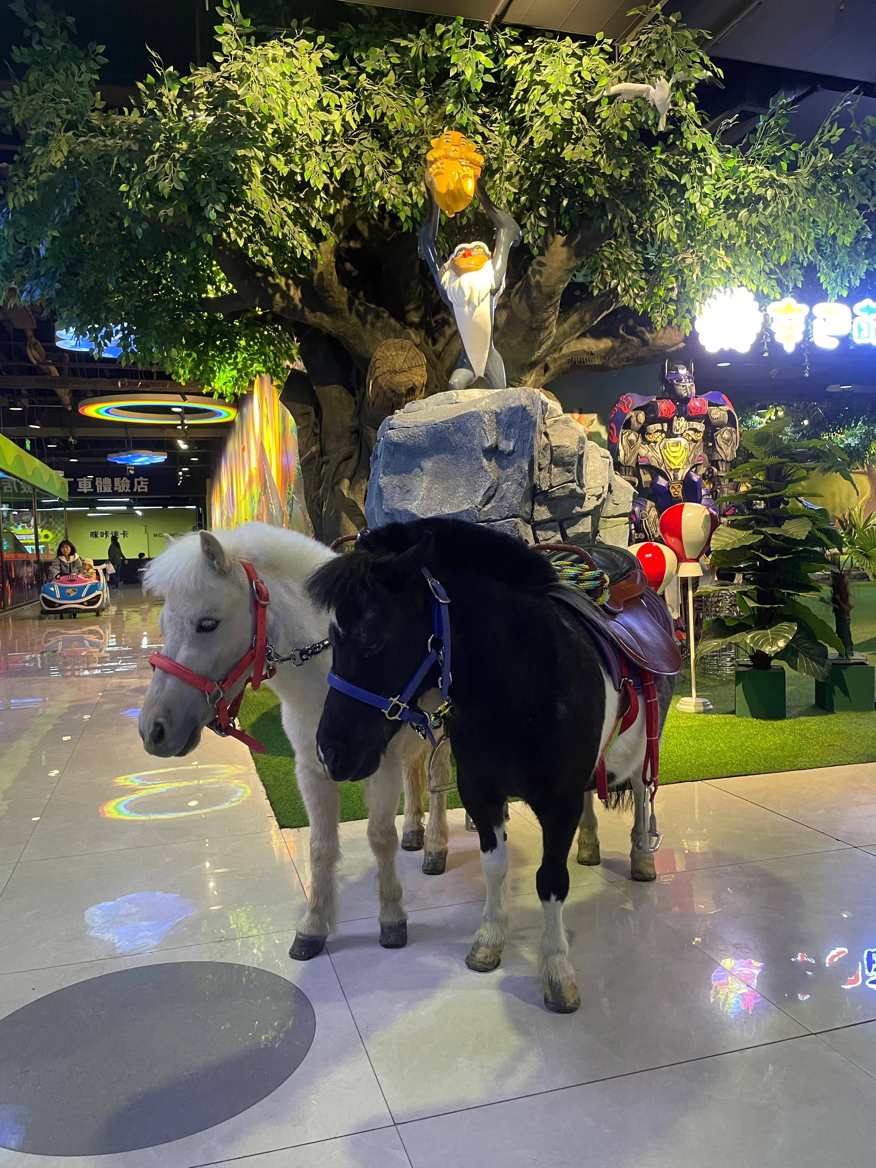 亳州林拥城萌宠乐园驴的奇妙之旅