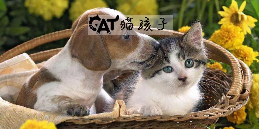 新乡市宝龙萌宠乐园，动物的乐园，孩子的天堂