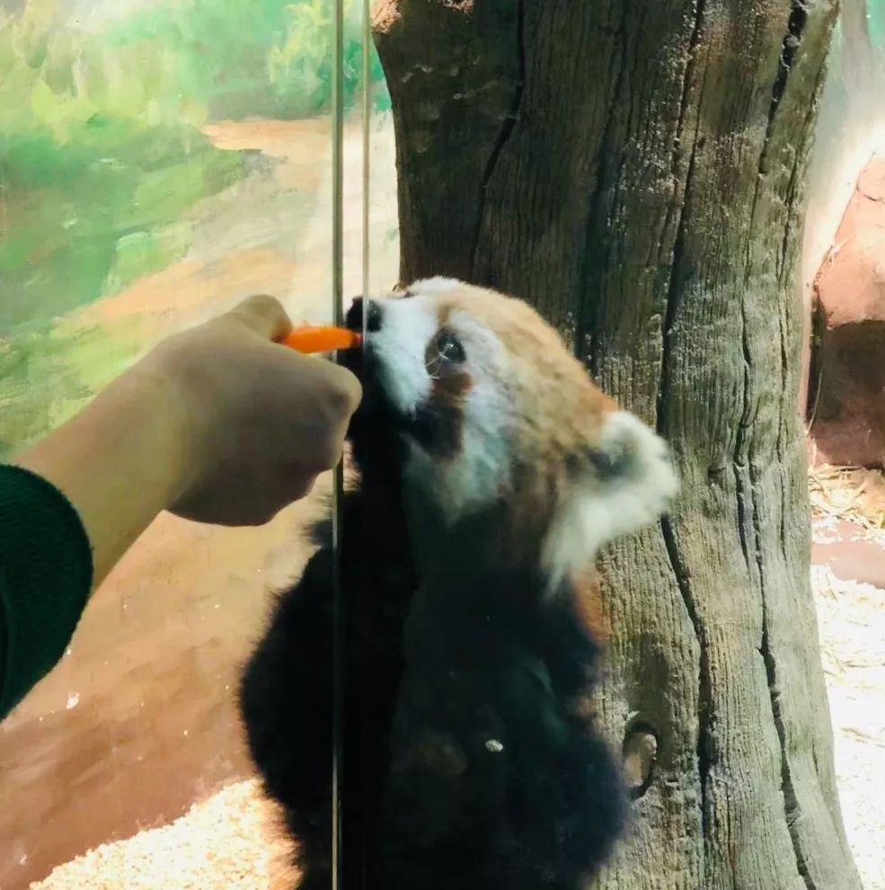成都萌宠乐园狗舍位置一览