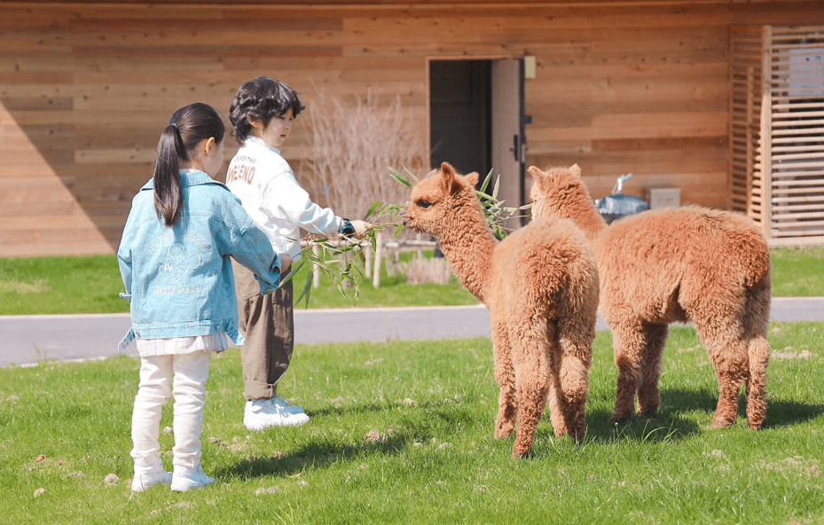 卓悦汇6楼萌宠乐园—与毛茸茸的小伙伴们共度欢乐时光