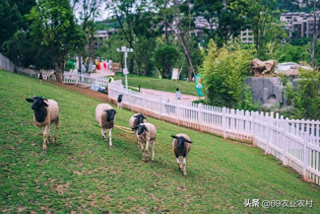 杨庄萌宠乐园门票限时秒杀活动