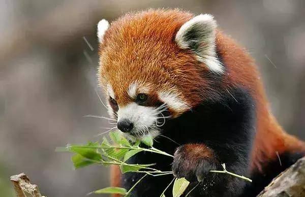 微信分付提现扣手续费怎么算 微信分付提现手续费揭秘，如何计算这笔小费用？