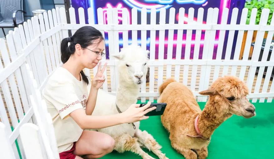 猪小奇萌宠乐园盛大优惠季，宠爱你的每一刻