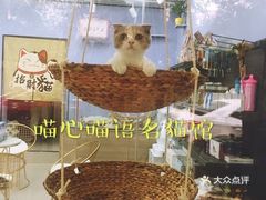 花呗提现全攻略，正规渠道、风险提示与实用技巧