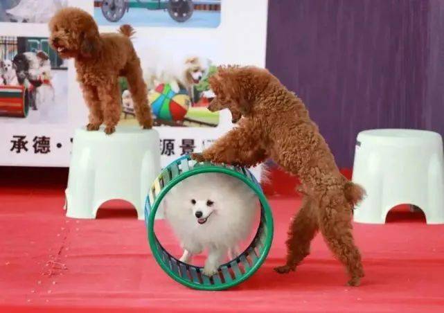 成都天香萌宠乐园地址及游玩指南