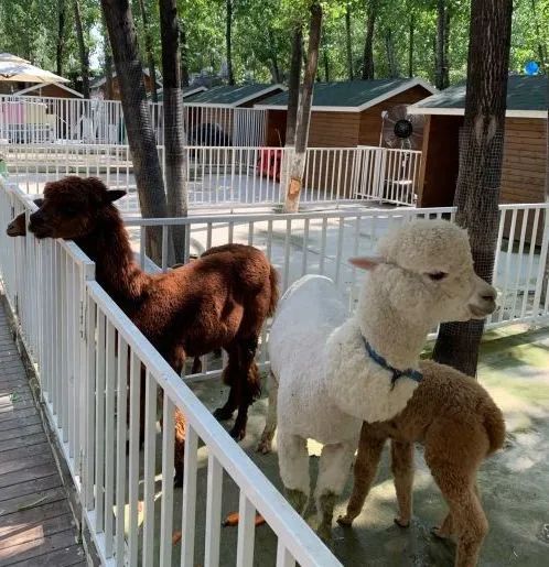 宾馆入住记录查询系统网站 揭秘宾馆入住记录查询系统网站，轻松掌握客人信息，提升服务品质
