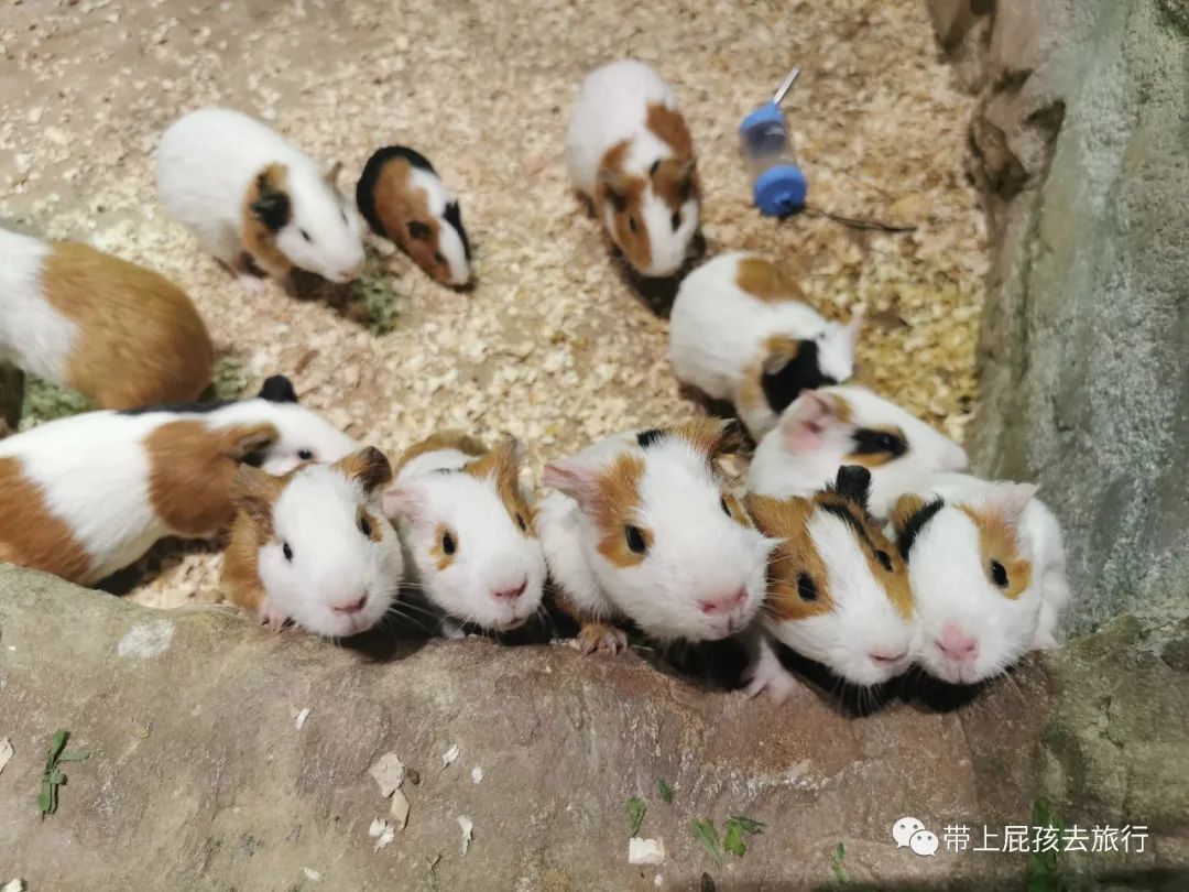 广东萌宠山庄乐园官网—萌宠乐园探秘