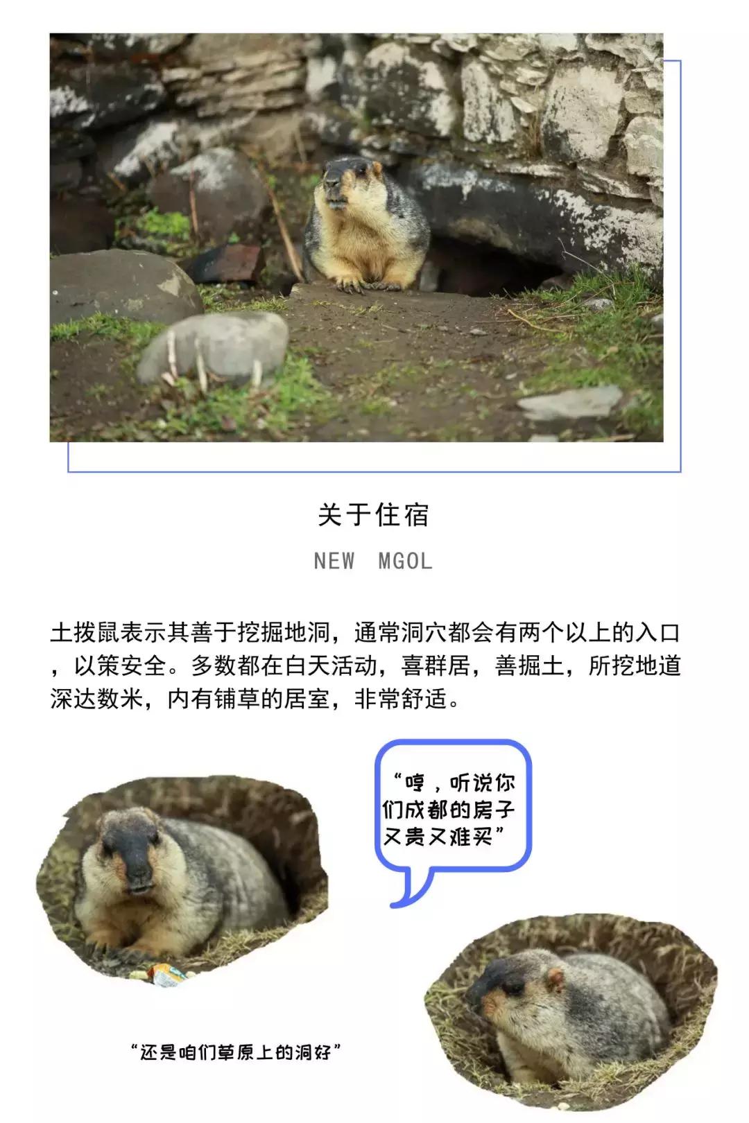 如何保护隐私与信任，关于微信聊天记录的合法处理指南