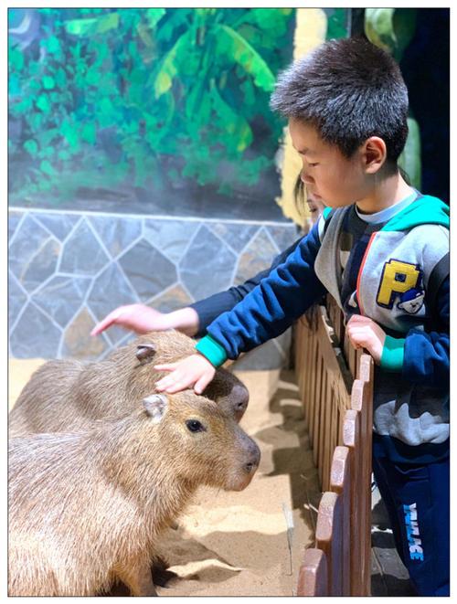 重庆院子萌宠乐园探秘
