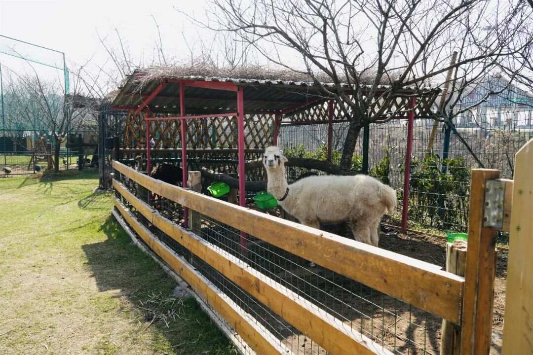 辽阳友谊萌宠乐园团购活动火热进行中
