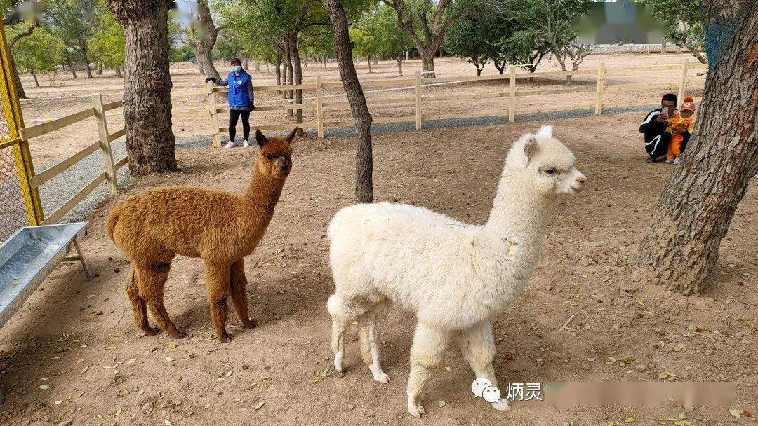 抖音月付有额度提现不出来 抖音月付额度提现难题揭秘，为何提现失败？