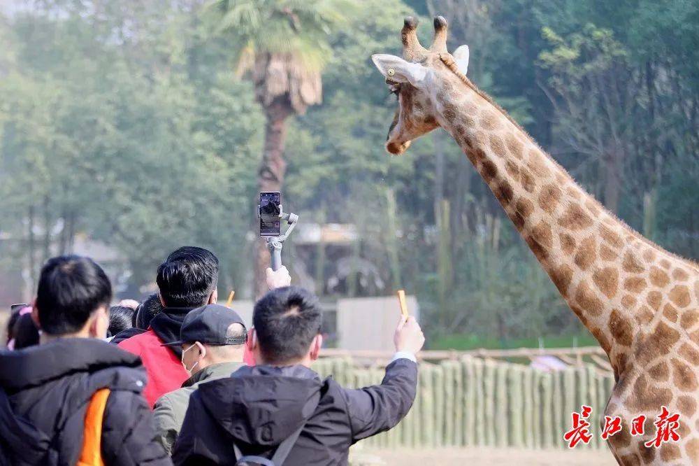 京东白条取现怎么搞出来 京东白条取现攻略，轻松搞出现金，让你资金周转无忧！