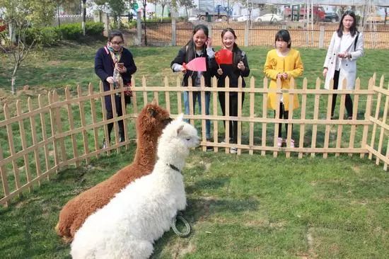 青岛萌宠乐园设计案例分享