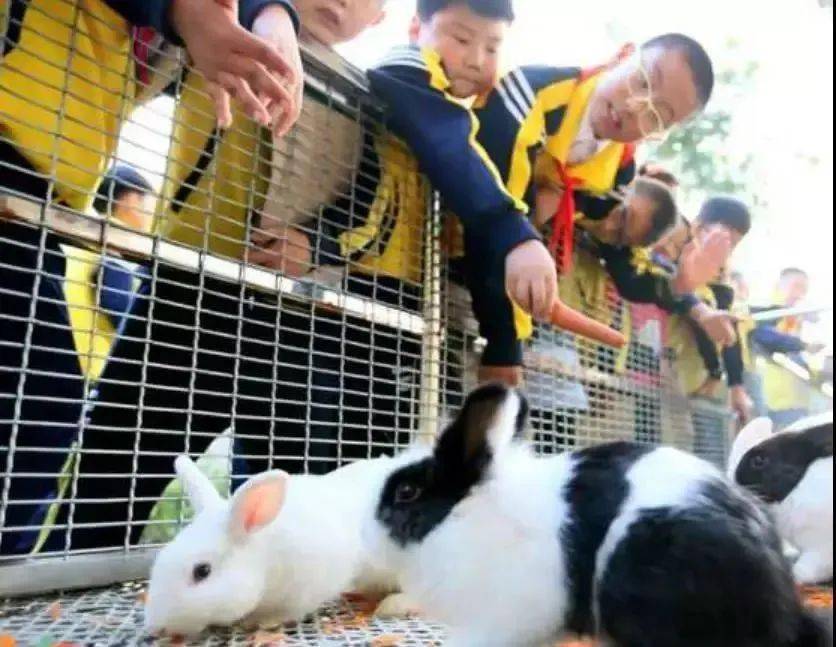 京东白条的正确打开方式，安全套现技巧与风险避坑指南
