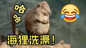 微信分付提现几个点利息 微信分付提现利息揭秘，手续费明细及案例分析