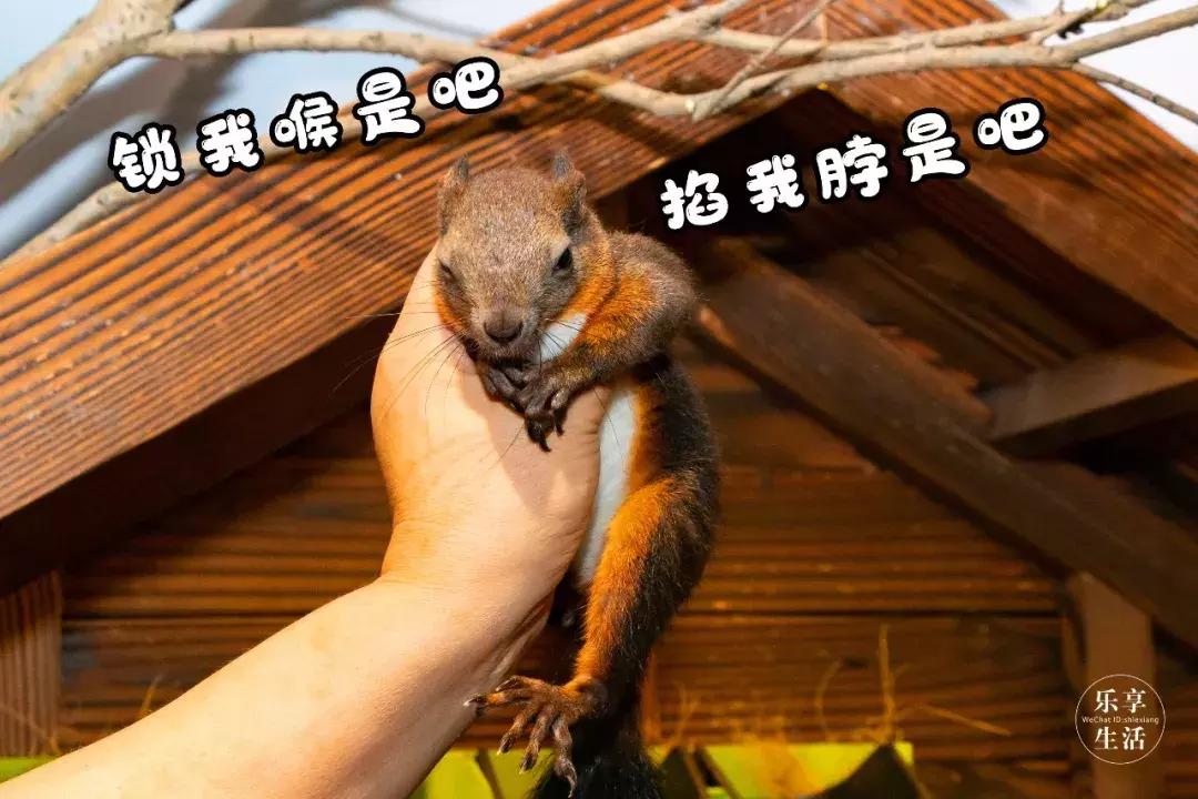京东白条取现怎么不见了 京东白条取现功能消失？揭秘原因及解决方案！