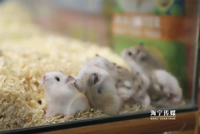 自己微信分付提现 揭秘微信分付提现攻略，轻松操作，安全快捷！
