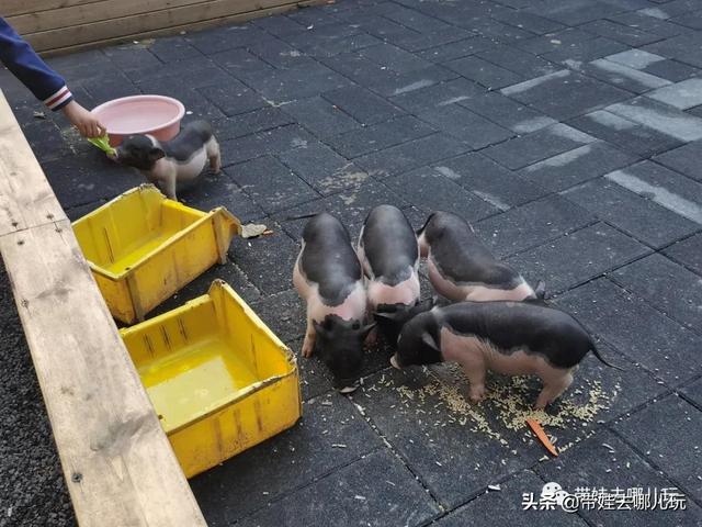 微山彩虹湾游乐园萌宠大盘点