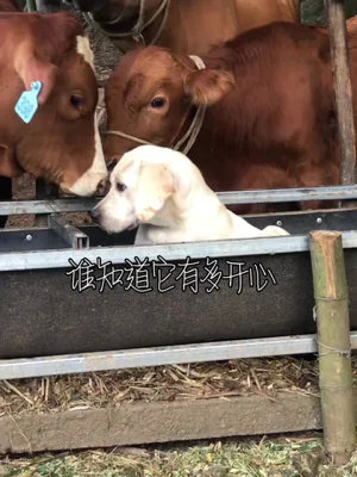 京东白条收钱额度这么提现 京东白条收钱额度提升攻略，轻松提现，让你的资金流转更灵活