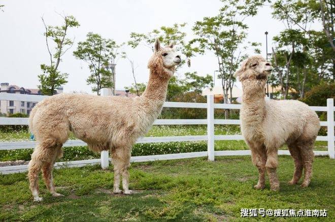桃多多额度提现及在郑州使用指南
